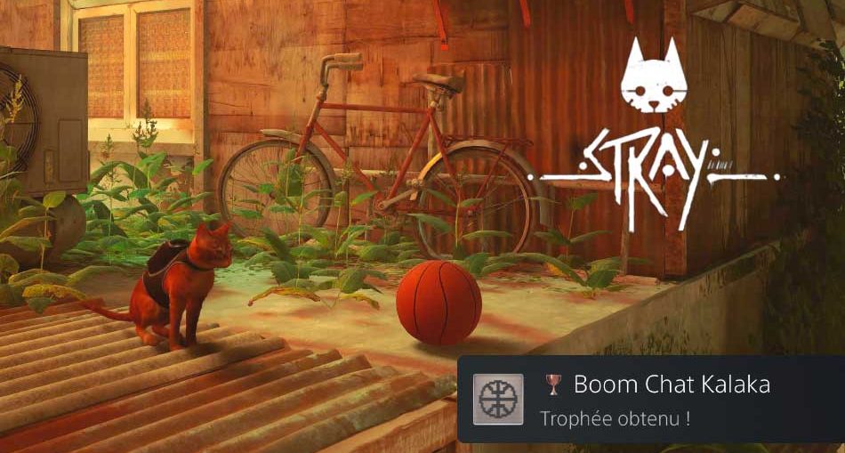 Stray-trophee-boom-chat-kalaka